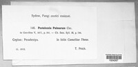 Pestalotiopsis palmarum image